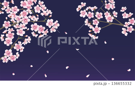 たくさんの桜の花（ネイビー背景） 136655332