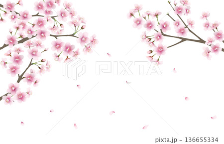 たくさんの桜の花（背景透過） 136655334