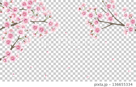 たくさんの桜の花（背景透過） 136655334