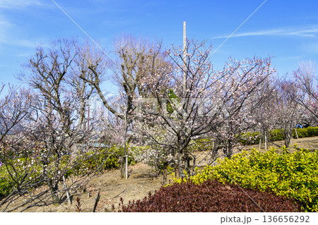 東京都　世田谷区　羽根木公園　梅園　梅まつり 136656292