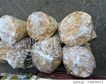銀杏の落ち葉のごみ捨て 銀杏の落ち葉のごみ捨て 136656411