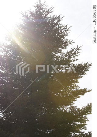 木の影から差し込む光が希望のよう 136656509
