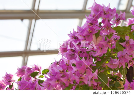 満開のブーゲンビリア 136656574