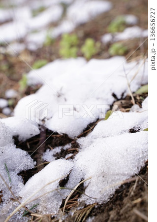 雪解け 136656727