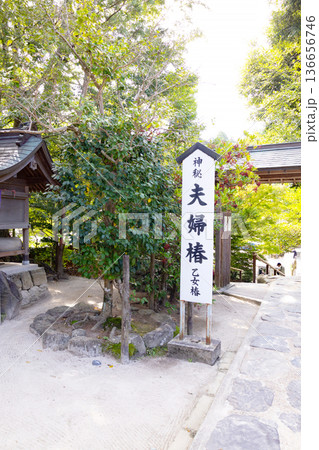 八重垣神社 夫婦椿 乙女椿 八重垣神社 夫婦椿 乙女椿 136656746
