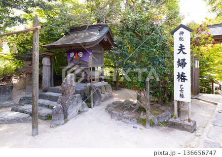 八重垣神社 夫婦椿 乙女椿 八重垣神社 夫婦椿 乙女椿 136656747