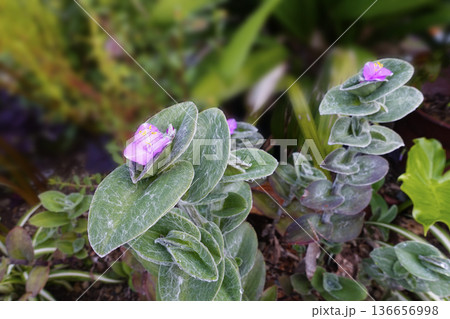 秋10月町中に咲くトラデスカンティア・シラモンタナのピンクの花 136656998