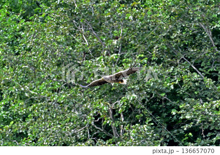 宗谷本線 智恵文-日進 JR北海道 東恵橋 オジロワシ 宗谷本線 智恵文-日進 JR北海道 東恵橋 オジロワシ 136657070