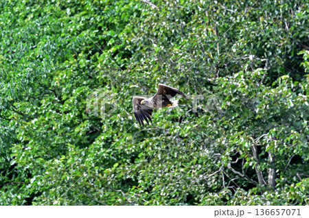 宗谷本線 智恵文-日進 JR北海道 東恵橋 オジロワシ 宗谷本線 智恵文-日進 JR北海道 東恵橋 オジロワシ 136657071