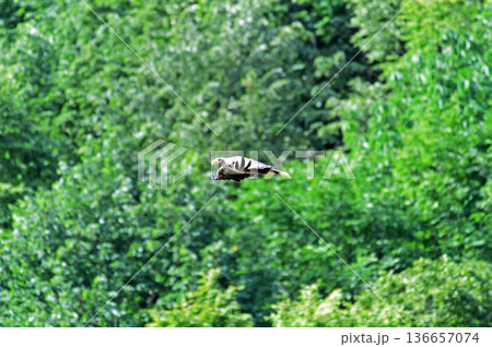 宗谷本線　智恵文－日進　JR北海道　東恵橋　オジロワシ 136657074