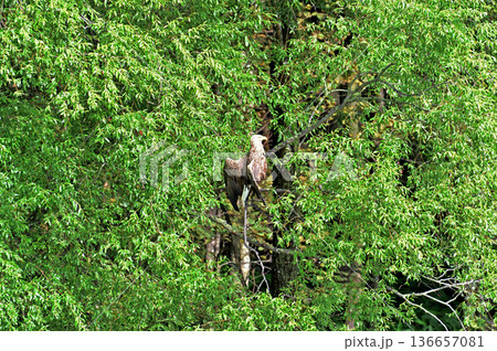 宗谷本線　智恵文－日進　JR北海道　東恵橋　オジロワシ 136657081