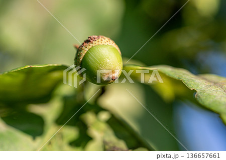 Small green acorn. Oak tree. Macro photography of an acorn. Green background. Small green acorn. Oak tree. Macro photography of an acorn. Green background. 136657661
