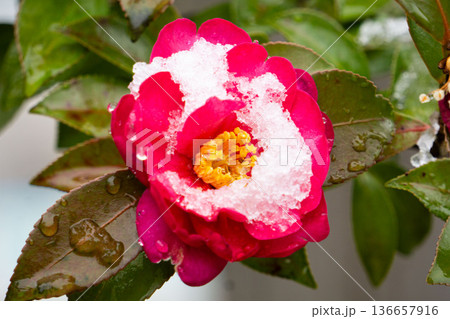 雪とサザンカの赤い花 雪とサザンカの赤い花 136657916