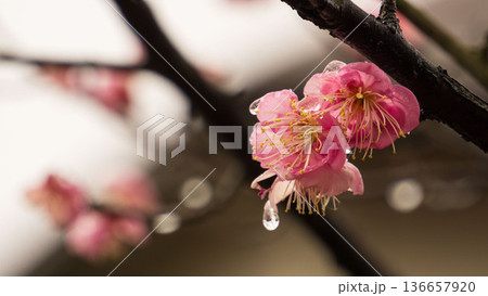 雨の滴と紅梅の花(コピースペースあり) 雨の滴と紅梅の花(コピースペースあり) 136657920