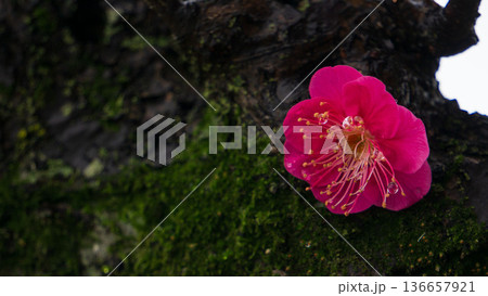 ピンクの紅梅の花とコピースペース 136657921