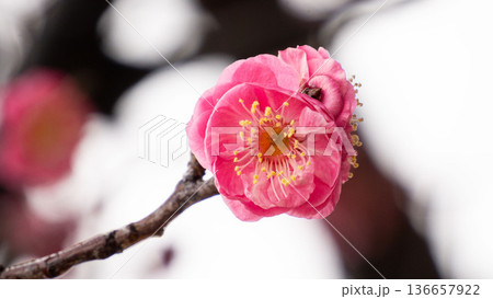 ピンクの紅梅の花 136657922