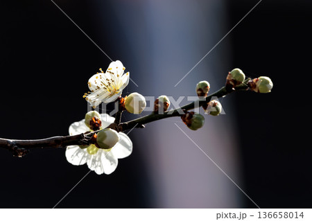 早春の香りを漂わせる色とりどりの梅の花 136658014