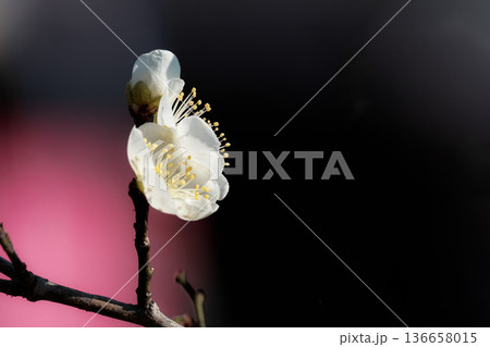 早春の香りを漂わせる色とりどりの梅の花 早春の香りを漂わせる色とりどりの梅の花 136658015