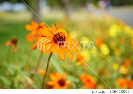 鮮やかなオレンジ色の花を捉えた秋のマクロ撮影風景 鮮やかなオレンジ色の花を捉えた秋のマクロ撮影風景 136658062