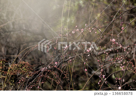 早春の香りを漂わせる色とりどりの梅の花 136658078