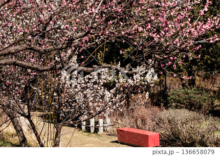 早春の香りを漂わせる色とりどりの梅の花 136658079