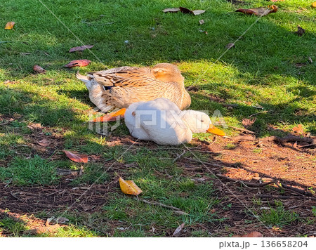 Two ducks resting on green grass in natural light. Togetherness, calmness and peaceful connection in outdoor wildlife environment. 136658204