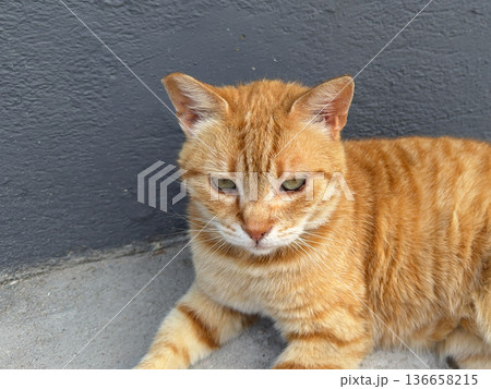 A ginger homeless cat cat looks into the camera while sitting outside. Individuality, emotion and urban street animal life. A ginger homeless cat cat looks into the camera while sitting outside. Individuality, emotion and urban street animal life. 136658215