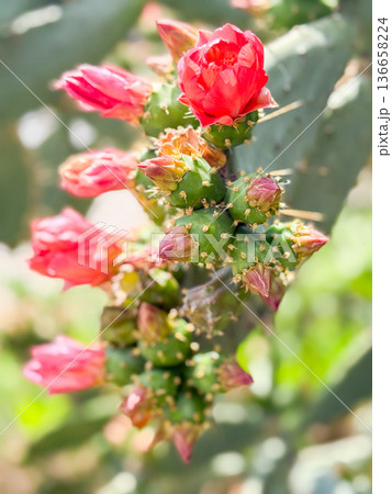 Opuntia or prickly pear cactus. Closeup of cactus with clustered buds and blossoms. Nature, botany, flora and observation of blooming growth in outdoor habitat. 136658224