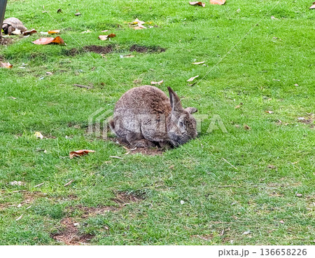Brown rabbit sitting quietly on a grassy field. Wildlife, ecology, resilience and adaptation in natural outdoor environment. Brown rabbit sitting quietly on a grassy field. Wildlife, ecology, resilience and adaptation in natural outdoor environment. 136658226