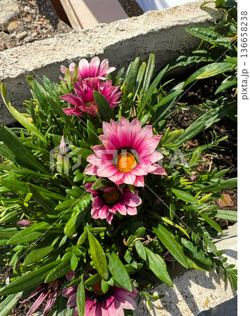 Gazania flower head closeup on flowerbed in summer Gazania flower head closeup on flowerbed in summer 136658238