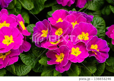Group of purple primrose flowers in full bloom Group of purple primrose flowers in full bloom 136658246
