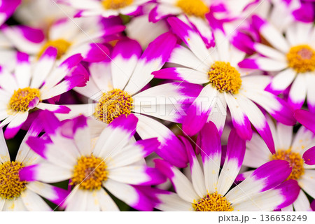 Colorful purple and white cineraria daisy flowers 136658249