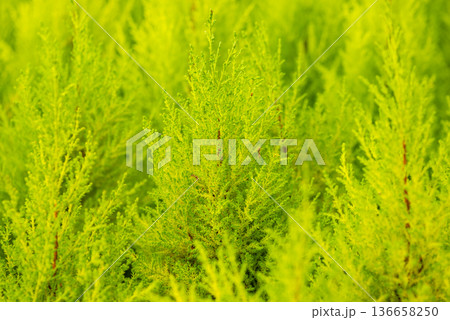 Textured lime green cypress or moss background 136658250