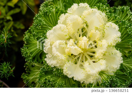White and green ornamental kale cabbage flower 136658251