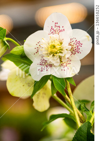 Delicate white hellebore flower blooming in winter 136658252