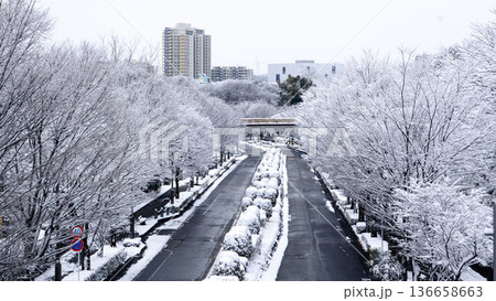 雪景色の中の道路と並木道 雪景色の中の道路と並木道 136658663