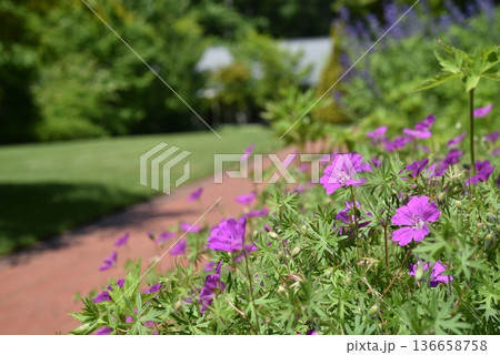 ピンクの花が芝生との対比で映える初夏の庭 136658758
