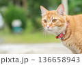 Ginger tabby cat exploring outdoors in a garden during the day copy space while wearing a collar and looking attentively at its surroundings. High quality photo 136658943