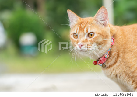 Ginger tabby cat exploring outdoors in a garden during the day copy space while wearing a collar and looking attentively at its surroundings. High quality photo Ginger tabby cat exploring outdoors in a garden during the day copy space while wearing a collar and looking attentively at its surroundings. High quality photo 136658943
