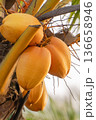 A cluster of yellow coconuts hangs from a palm tree. The coconuts are ripe and ready for harvest in a tropical setting. Bright sunlight shines on them, highlighting their color. High quality photo 136658946