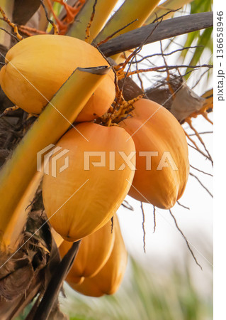 A cluster of yellow coconuts hangs from a palm tree. The coconuts are ripe and ready for harvest in a tropical setting. Bright sunlight shines on them, highlighting their color. High quality photo 136658946