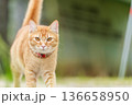 A ginger tabby cat walks around in an outdoor setting. The cat has bright eyes and wears a collar. The sun shines in the background while the cat explores its surroundings. High quality illustration 136658950