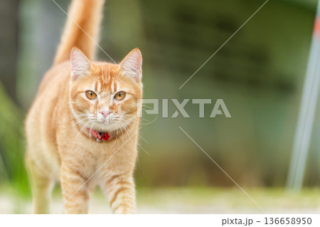 A ginger tabby cat walks around in an outdoor setting. The cat has bright eyes and wears a collar. The sun shines in the background while the cat explores its surroundings. High quality illustration 136658950