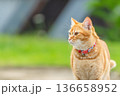 A ginger tabby cat explores the outdoor area in a backyard. The cat wears a collar and looks attentively at its surroundings on a clear day with greenery all around. High quality photo 136658952