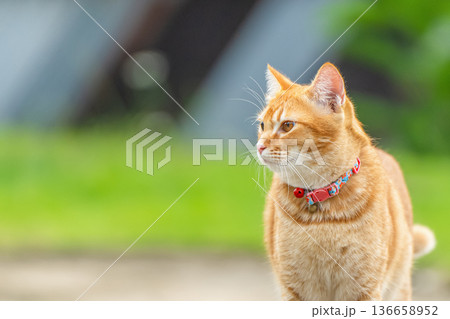 A ginger tabby cat explores the outdoor area in a backyard. The cat wears a collar and looks attentively at its surroundings on a clear day with greenery all around. High quality photo A ginger tabby cat explores the outdoor area in a backyard. The cat wears a collar and looks attentively at its surroundings on a clear day with greenery all around. High quality photo 136658952