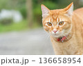 A ginger tabby cat walks around in an outdoor setting during the day copy space. The cat looks curious as it observes its environment while wearing a collar with a bell. High quality photo 136658954