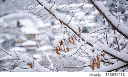 雪の下で春を待つ木の芽 雪の下で春を待つ木の芽 136659018
