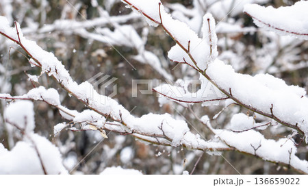 雪の下で春を待つ木の芽と蕾 136659022