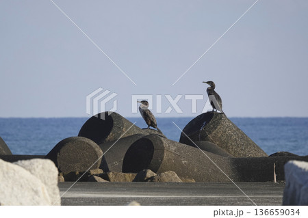 テトラポッドの上で日光浴をするウミウ 136659034