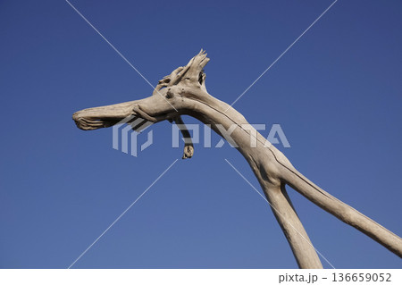 龍の形をした流木と青空 136659052